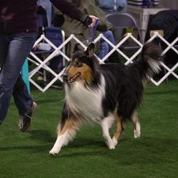 Bashir - Collie