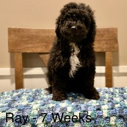 Poodle Puppies from Grandy’s Pretty Poodles