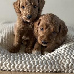 Bernedoodle, Goldendoodle, and Poodle Puppies from Central Valley Canine Companions