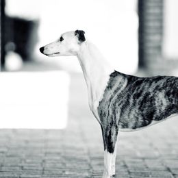 Whippets from Phasion Whippets Kimberly & Paul Norton Sr.