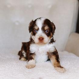 Paddington - Brown and white male Bernedoodle puppy in Yuba City, California from Ranch House Doodles
