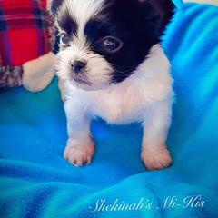 Mi-Ki and West Highland White Terrier Puppies from Cricket Hill’s Westies and Shekinah’s Mi-Kis