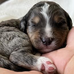 Bernedoodle Puppies from Wild Grace Farm Pups
