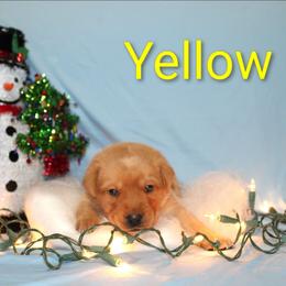 Yellow - Yellow female Labrador Retriever puppy in Parma, Idaho from Campbell Valley Labradors