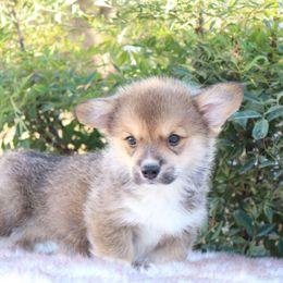 Teddy - Sable male Pembroke Welsh Corgi puppy in Caliente, California from Rafter Cross 7