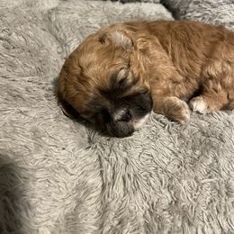 Shichon Puppies from Teddy Bear Cuddles