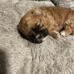 Shichon Puppies from Teddy Bear Cuddles