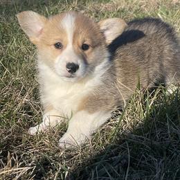 Lanie - Red and white female American Corgi puppy in Mount Carmel, Tennessee from Hidden View Farm