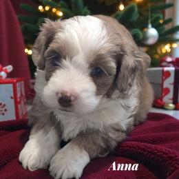 Anna - Red merle female Aussiedoodle puppy in Lebanon, Oregon from Abbott Family Farm