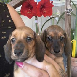 Dachshund puppies from Hillyard Ranch