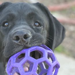 Labrador Retrievers from Paloma Labradors