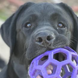 Labrador Retrievers from Paloma Labradors