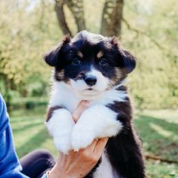 Murphy - Black and tan female Pembroke Welsh Corgi puppy in North East, Maryland from Potato Patch