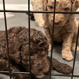 Poodle Puppies from The Stone’s Poodles