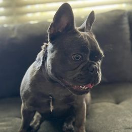French Bulldogs from Fefe’s Frenchies LLC