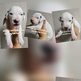 Girl 3 - White and black female Dalmatian puppy in Conrath, Wisconsin from JSF Dalmatians LLC