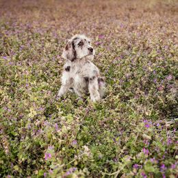 Bordoodle and Labradoodle Puppies from Howdy Doodles