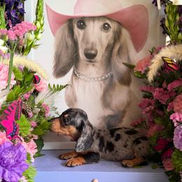 Mark - Dapple male Dachshund puppy in Wills Point, Texas from Duck Creek Farm
