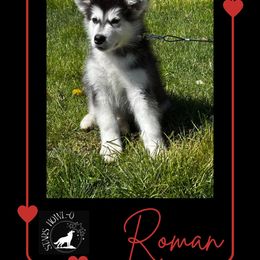 Roman - Seal and white Alaskan Malamute puppy in Easton, Maryland from Stars Howl-O Kennels by FurEver Friends Inc