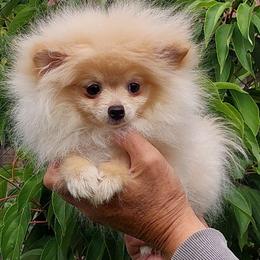 Elfie Delfie - Cream parti female Pomeranian puppy in Brooklyn, New York from Svitlana's Pomeranians