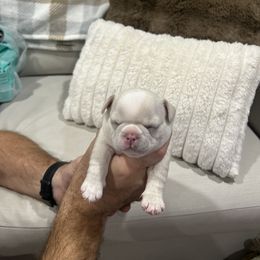 French Bulldog Puppies from Camper Puppy