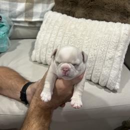French Bulldog Puppies from Camper Puppy