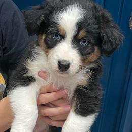 Thor - Black tri-color male Australian Shepherd puppy in Hemet, California from Perfect Companion Aussie's