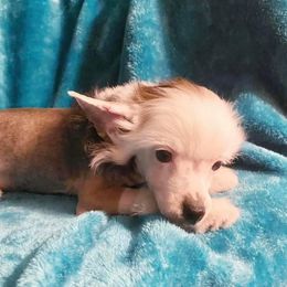 Chihuahua and Chinese Crested Puppies from Western Kentucky Chihuahua’s and Chinese Crested’s