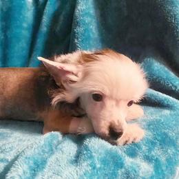 Chihuahua and Chinese Crested Puppies from Western Kentucky Chihuahua’s and Chinese Crested’s