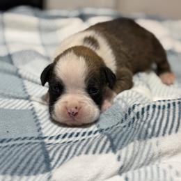 Boy 1 - Fawn male Boxer puppy in Prestonsburg, Kentucky from Bre’s Boxers