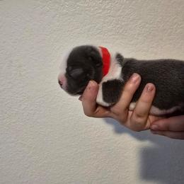 Red - Blue male Boston Terrier puppy in Red Rock, Arizona from Aronow Pups