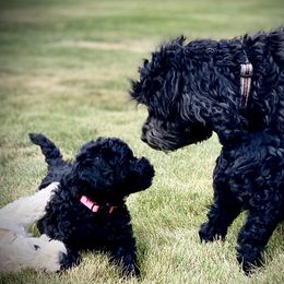 Australian Labradoodle Puppies from Tiny Treasures Australian Labradoodles