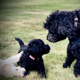 Australian Labradoodle Puppies from Tiny Treasures Australian Labradoodles
