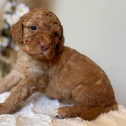 Toffee - Apricot female Goldendoodle puppy in Caldwell, Idaho from Leila Pearson