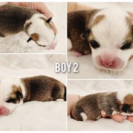 Boy 2 - Red male Pembroke Welsh Corgi puppy in Cleveland, Tennessee from Sunnyhill Corgis
