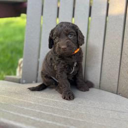 Orange Collar Girl - Chocolate female Australian Labradoodle puppy in Hagerstown, Maryland from Westfields Labradoodles