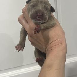 Michaelis - Silver male Great Dane puppy in Florida from Beachside Kennels