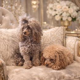Poodle puppies from Joy-Fur Puppies