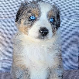 Angel Australian Shepherd - Blue merle female Australian Shepherd puppy in Limestone, Tennessee from Pilot Hill Teddy Bear Puppies