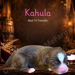 Kahula - Red tri female Miniature Australian Shepherd puppy in Oronogo, Missouri from Dutton's Show Me Farms
