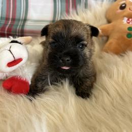 Mr. Yellow - Red brindle male Cairn Terrier puppy in Pottersville, Missouri from Cairn Terriers of Heatherridge,LLC