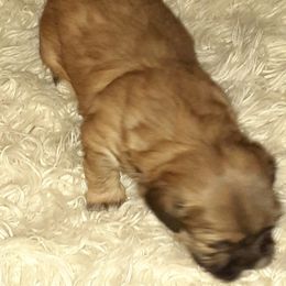 Shih Tzu Puppies from N.F.S.T Imperial ShihTzu Puppies.