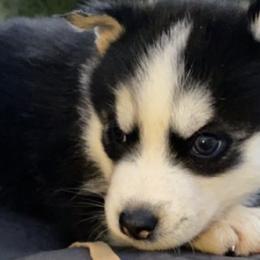 Siberian Huskies from Judi Singer's Siberian Huskies