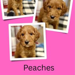 Peaches - Red female Irish Doodle puppy in Bluefield, Virginia from Love on a Leash