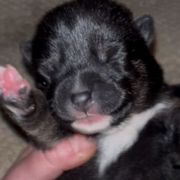 Yoshi - Black and tan male Shiba Inu puppy in Clewiston, Florida from Animal Farm Shiba Inus & Mameshibas