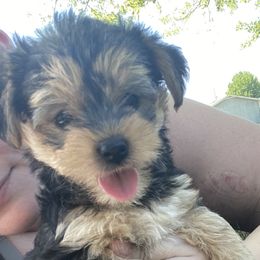 Morkies and Yorkshire Terriers from Impeccable Pups