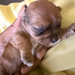 Boy 2 - Black gold and white male Shorkie puppy in Florida from Shih tzus and Shorkies Galore