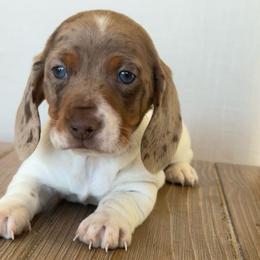 Lover boy - Dapple male Dachshund puppy in Hawley, Texas from Foxy’s Dachshunds & Toy Aussies