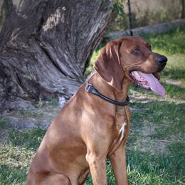 Jake - Redbone Coonhound