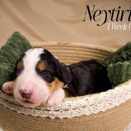 Neytiri - Tri-color female Bernedoodle puppy in Palmetto Bay, Florida from SOMIDOODLES